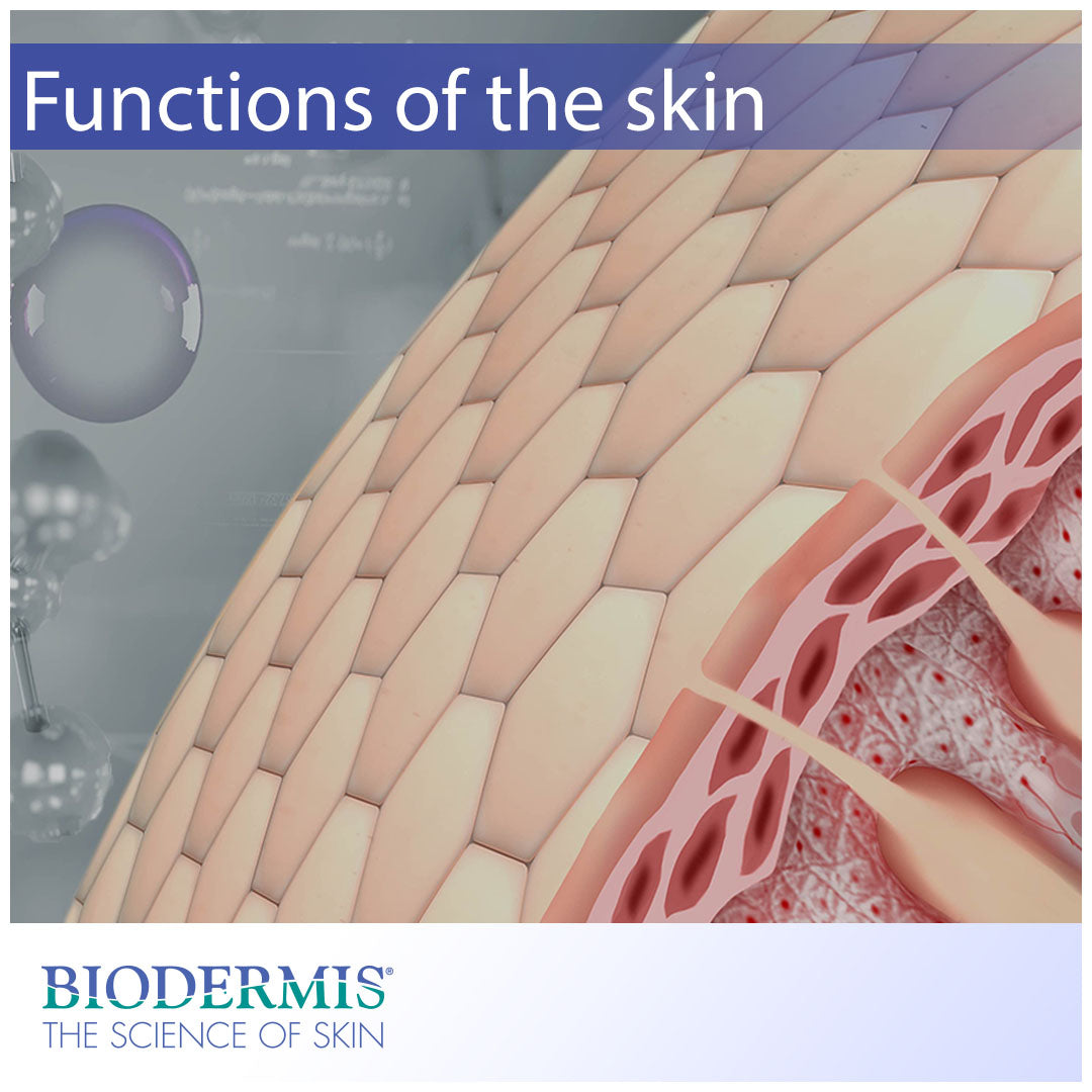 What Are the Functions of the Skin? |  Biodermis.com Biodermis